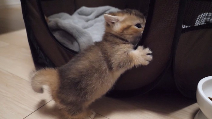 サークルテントと子猫(茶)