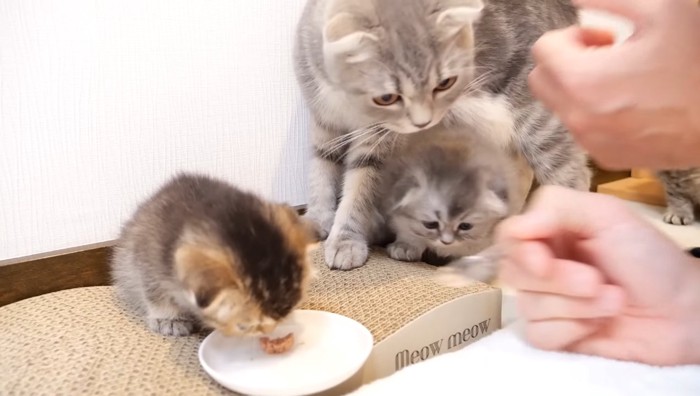 お皿のご飯を食べようとする子猫