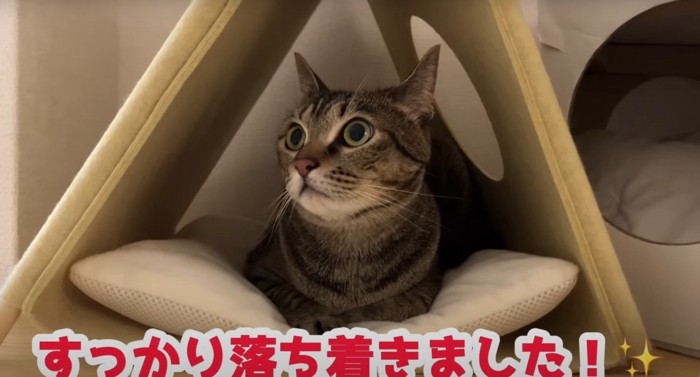 くつろぐ猫