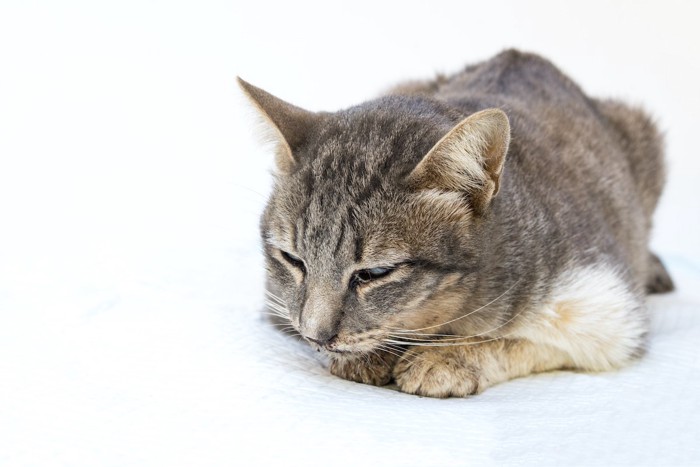 具合の悪そうな猫