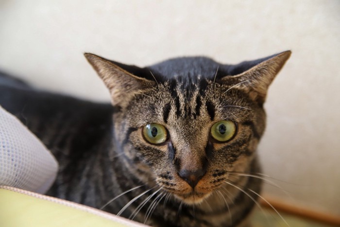 伏せる猫