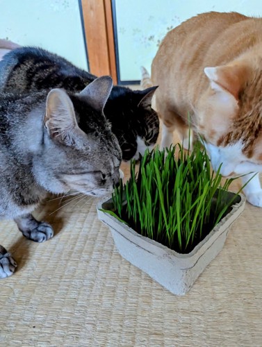 猫草に集まる3匹の猫