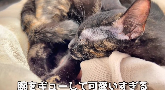 寝ている猫