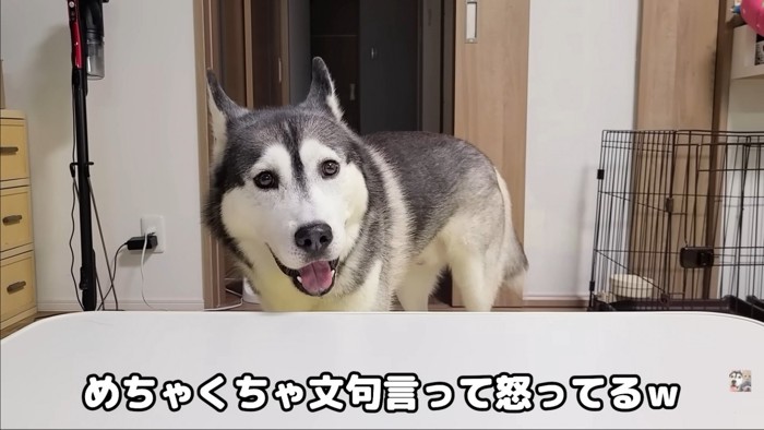 机の向こうで吠える犬