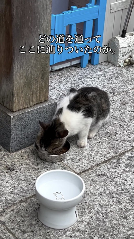 餌を食べる子猫