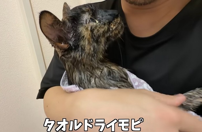 抱っこされる猫