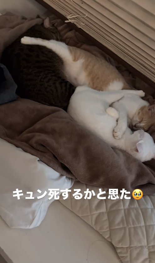 集まって眠る3匹の猫