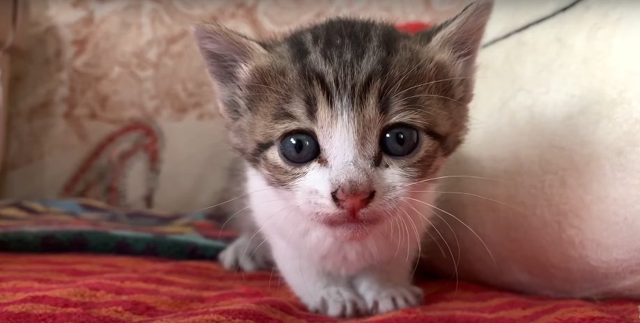 子猫のアップ