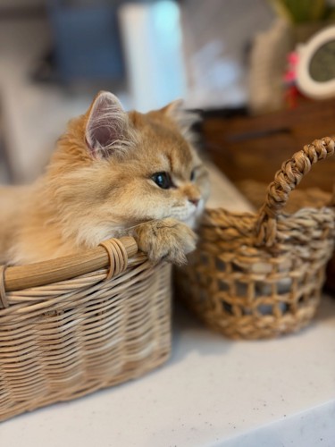 かごに入っている子猫