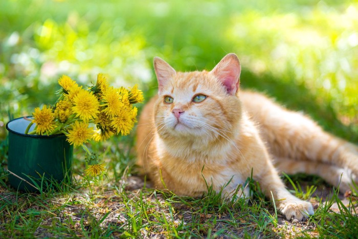 花のそばでくつろぐ茶トラ猫