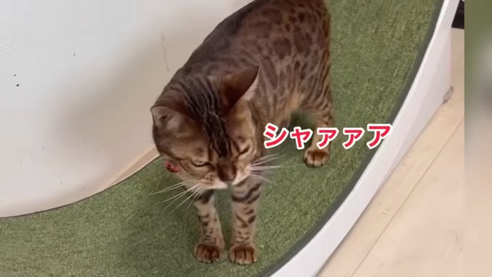 怒っている猫