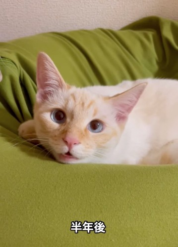 こちらを見つめる子猫