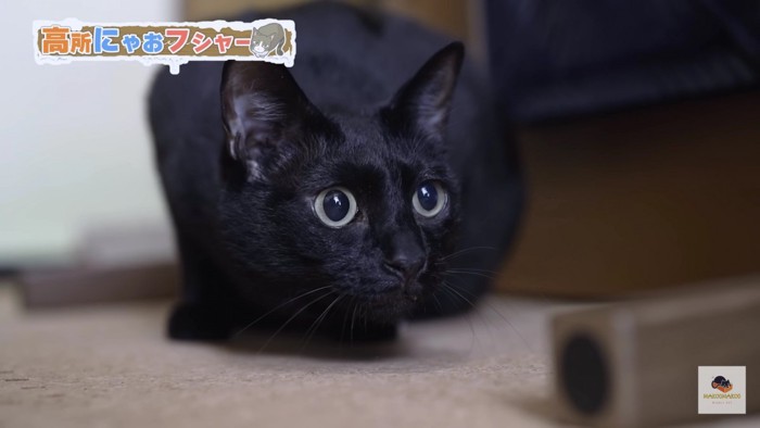 目を丸くする黒猫アップ