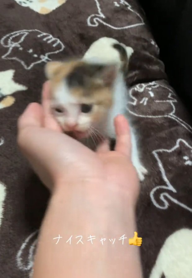 顔を手に擦り付ける子猫