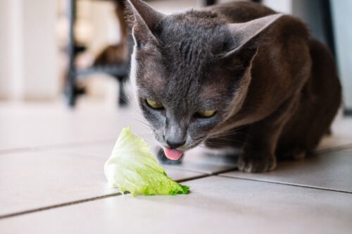 レタスを食べようとする猫