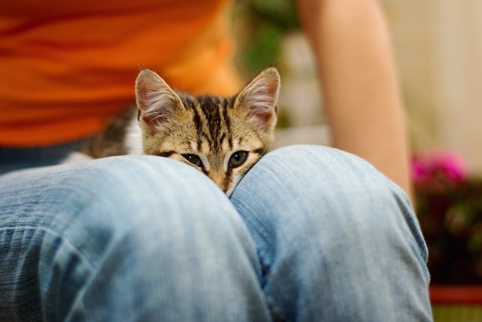 飼い主の膝の上に乗る子猫