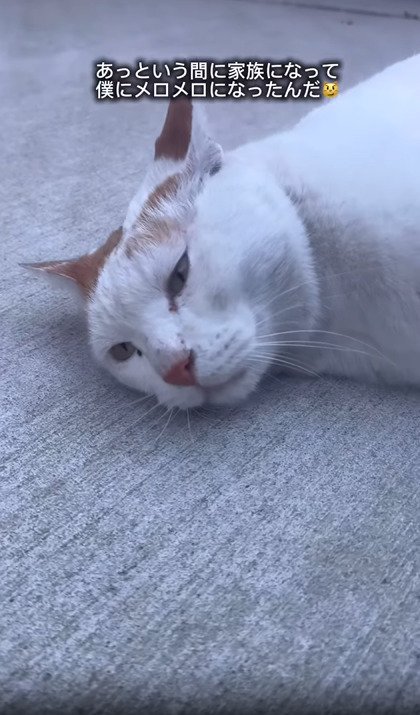 猫の顔のアップ