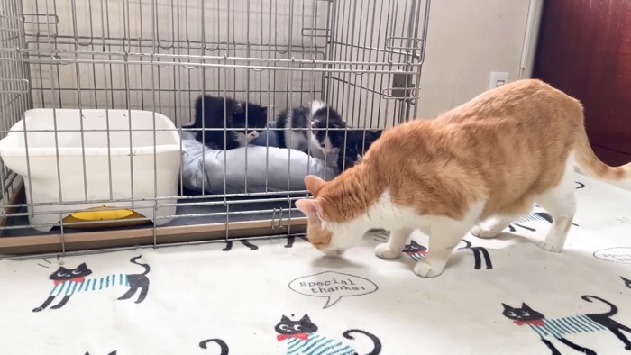 構える子猫たち