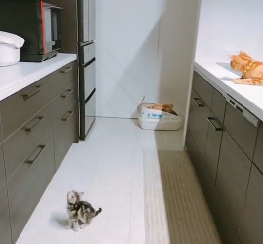 座って見上げる猫