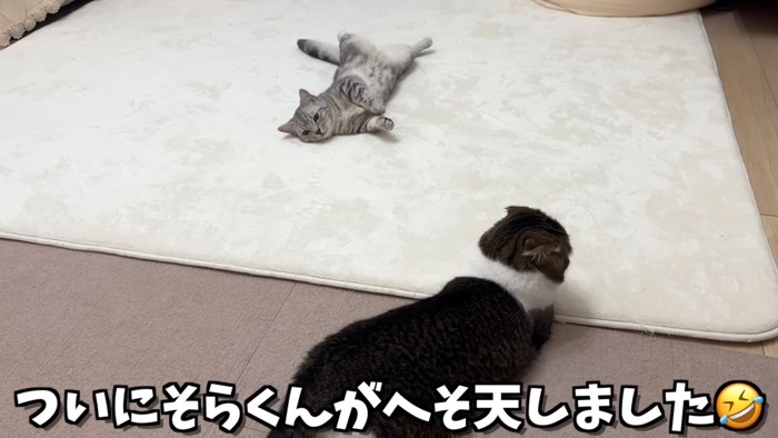 仰向けの猫