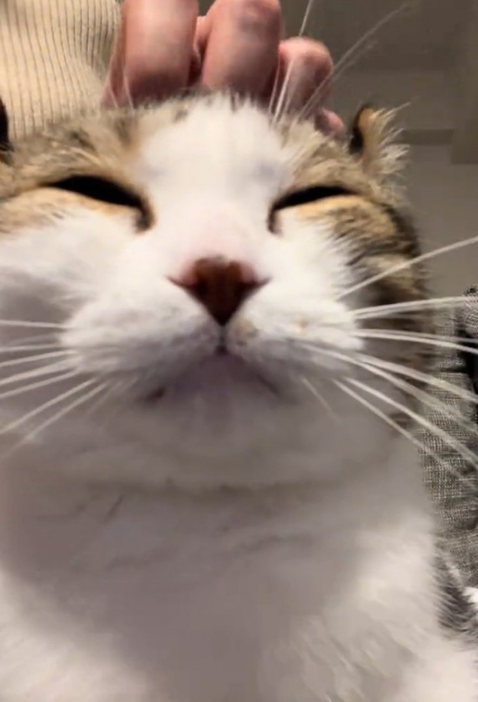 幸せそうな猫