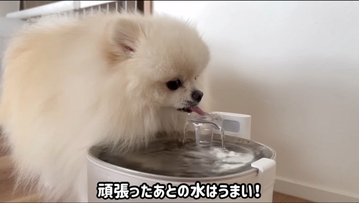 水を飲む犬