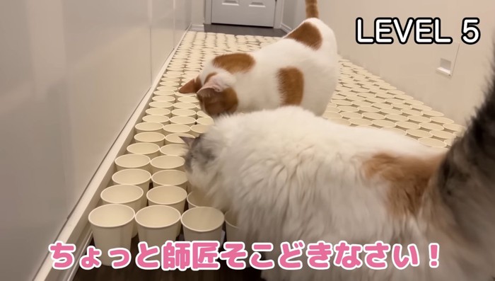 そこどきなさい!