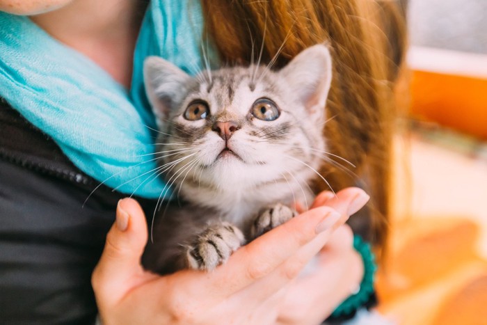 飼い主と子猫