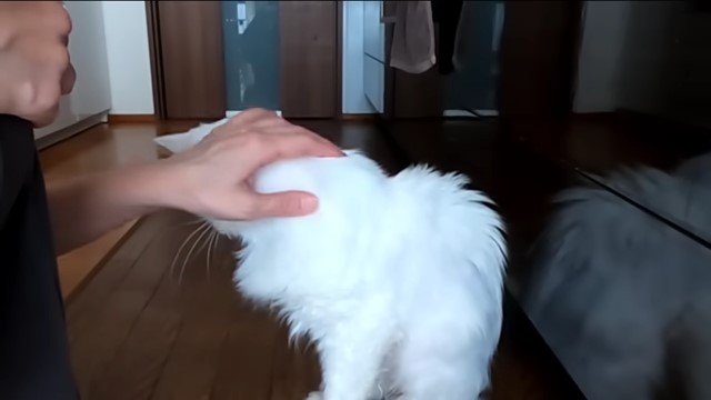 猫の首を撫でる人