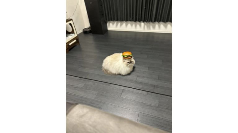 ハンバーガーを乗せられた猫