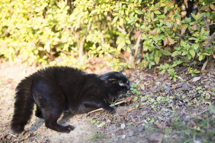 怖がる猫