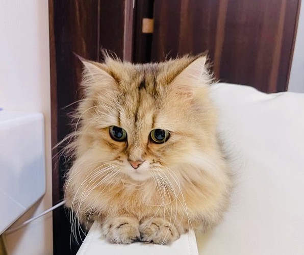 ちょこんと座るペルシャ猫