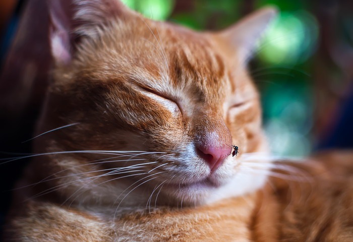 鼻に虫がとまる猫