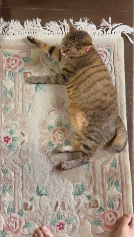すぐに玄関マットに横たわってしまった猫の様子