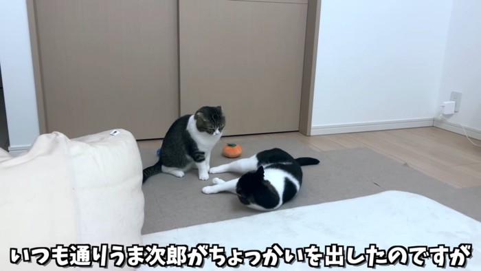 座る猫と寝転ぶ猫