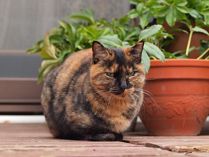 丸まるサビ猫ふ