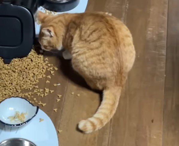 床に落ちたごはんを食べる茶白猫