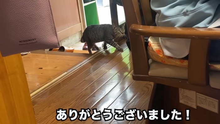 家に入って来た猫