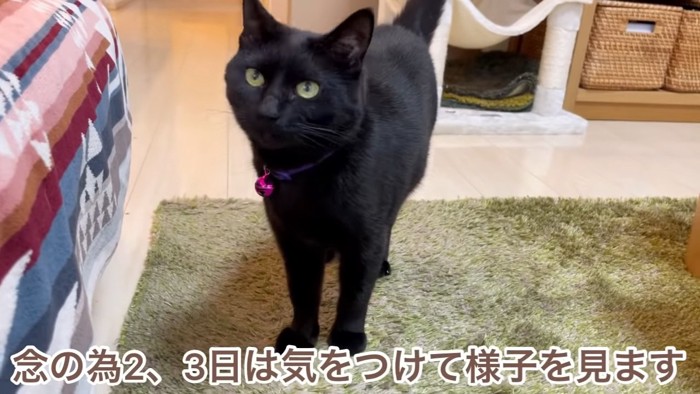 立っている黒猫