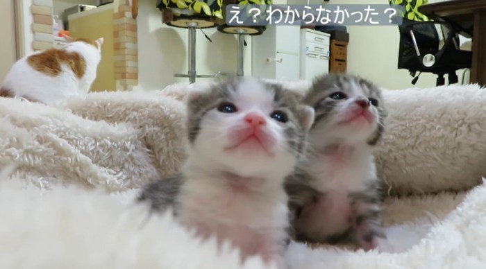 同じ方向をみる2匹の子猫