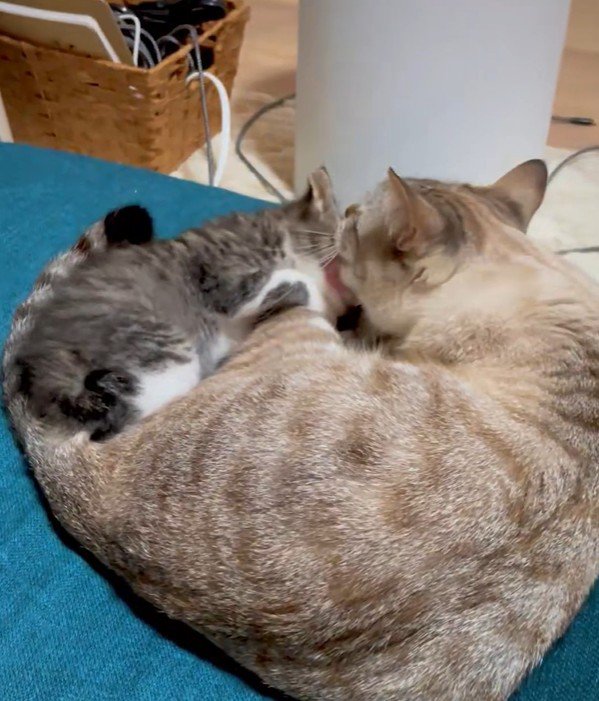 子猫の頭を舐める先住猫