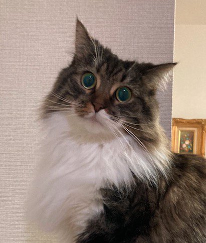 長毛猫の首まわりの毛