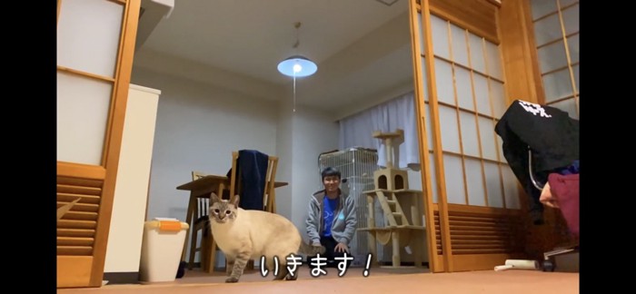 カメラ目線の猫