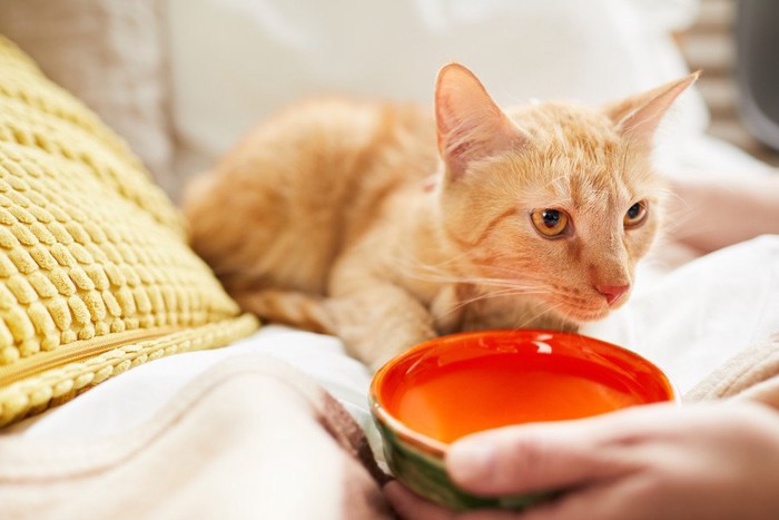 水を飲まない猫