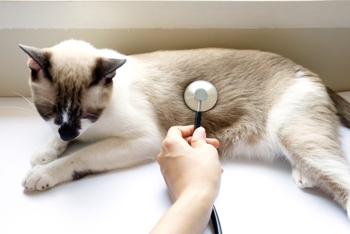 聴診器をあてられる猫