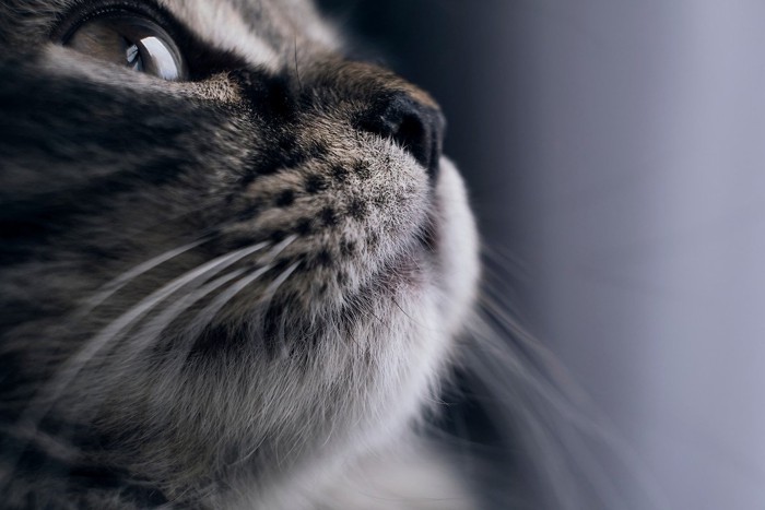 猫の白黒写真