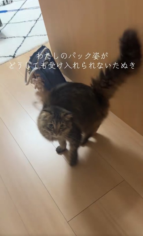 背中を丸めてカメラを上目遣いで見つめる猫(尻尾上げ)