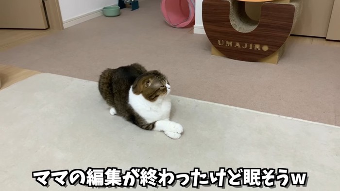 前足を重ねる猫