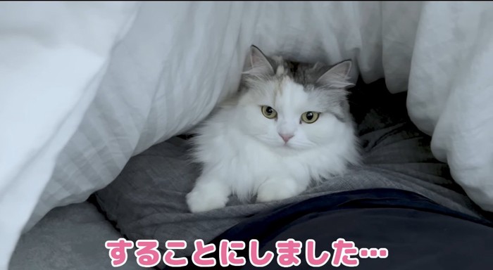 布団の中の猫