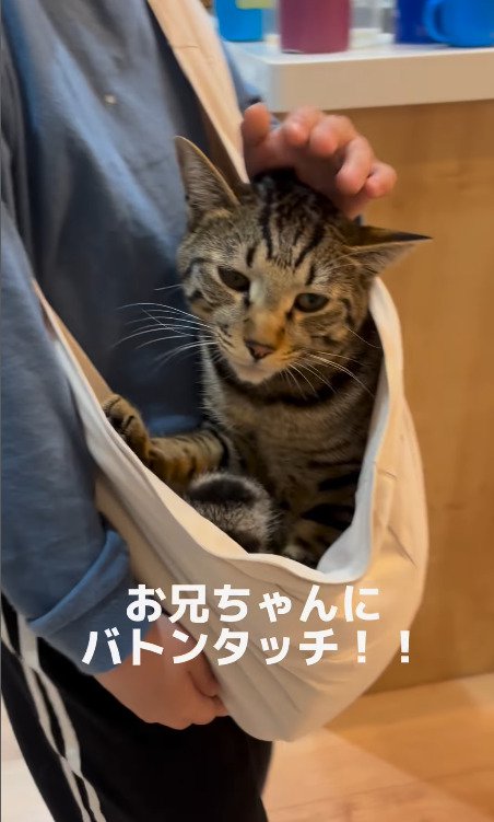 お兄ちゃんに抱っこされる猫